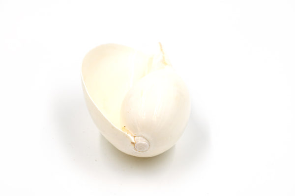 White Melo Baler Shell